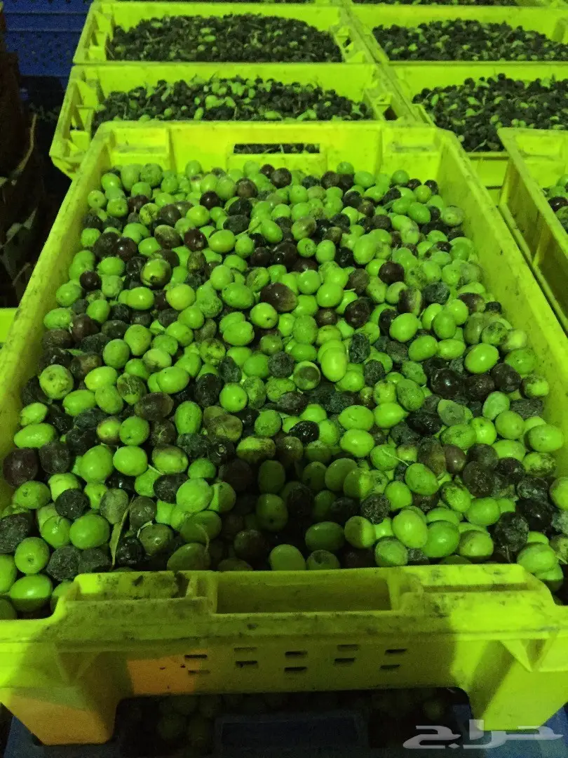 عصرة اولى على البارد زيت زيتون 5-1439 (image 1)