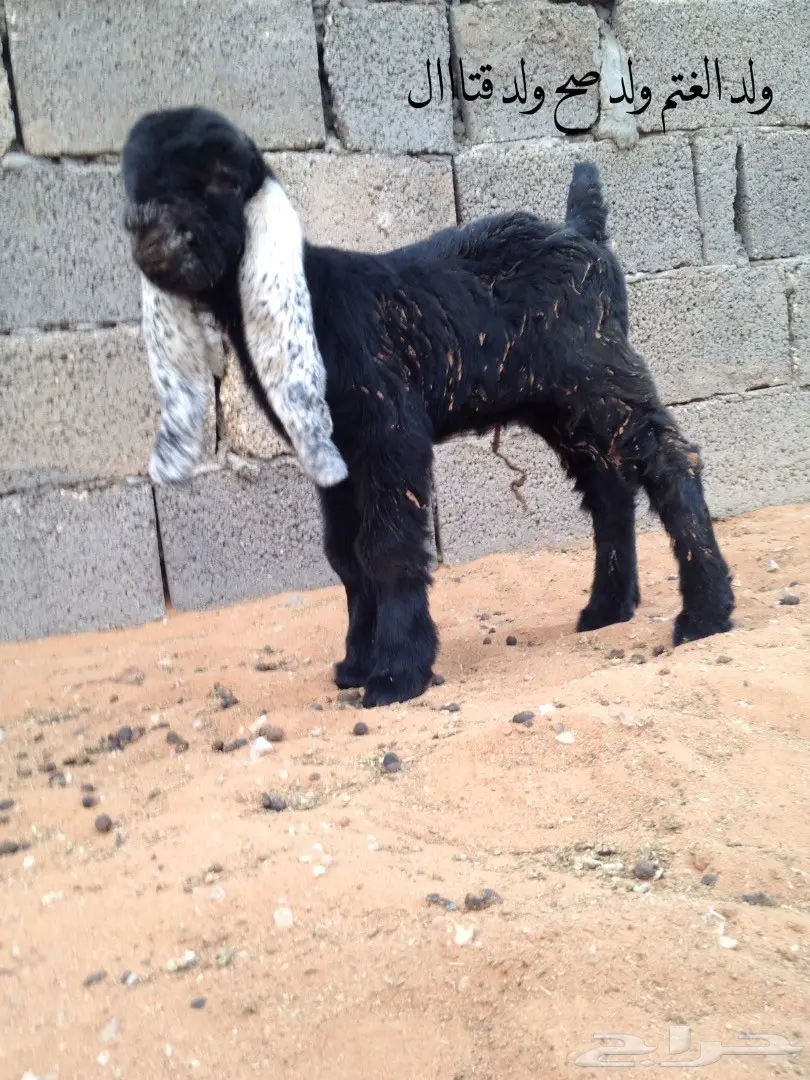 جفر فااخر لاهل النظر