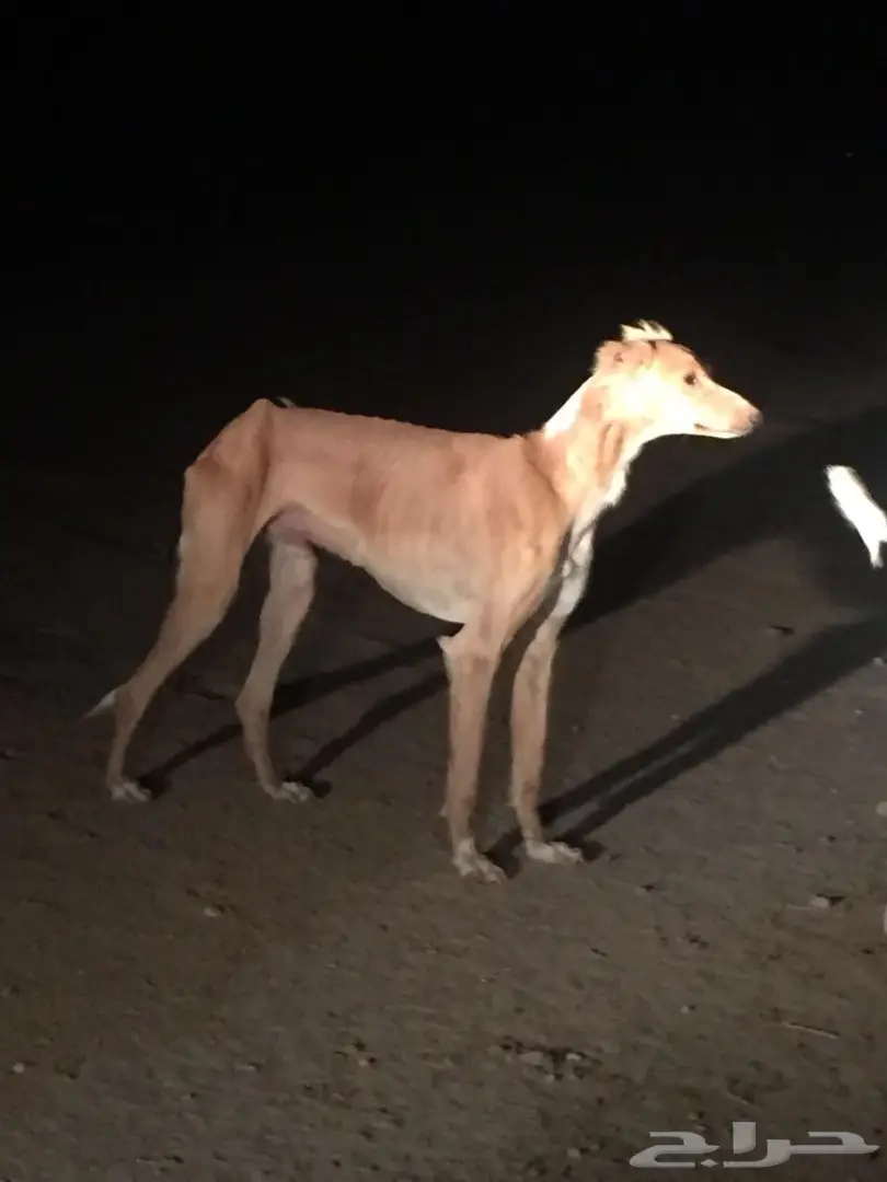 كلب صيد (سلوقي) للبدل (image 1)