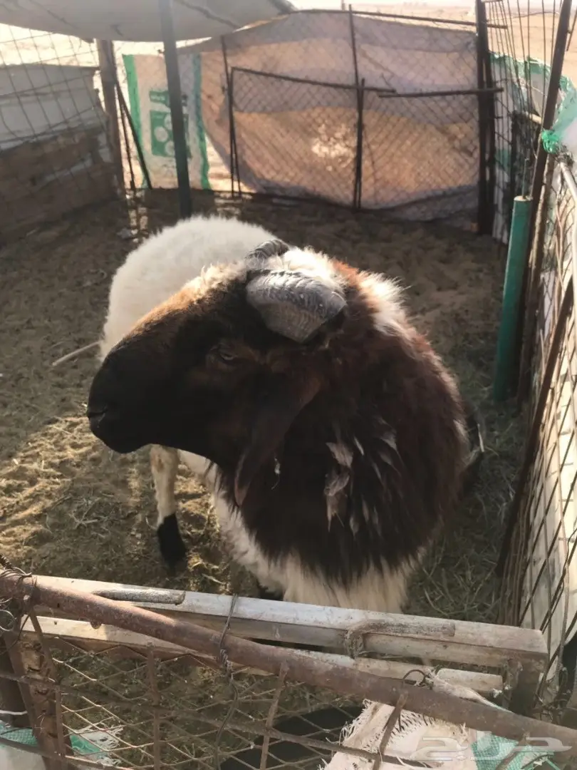 فحل نعيم  (image 1)