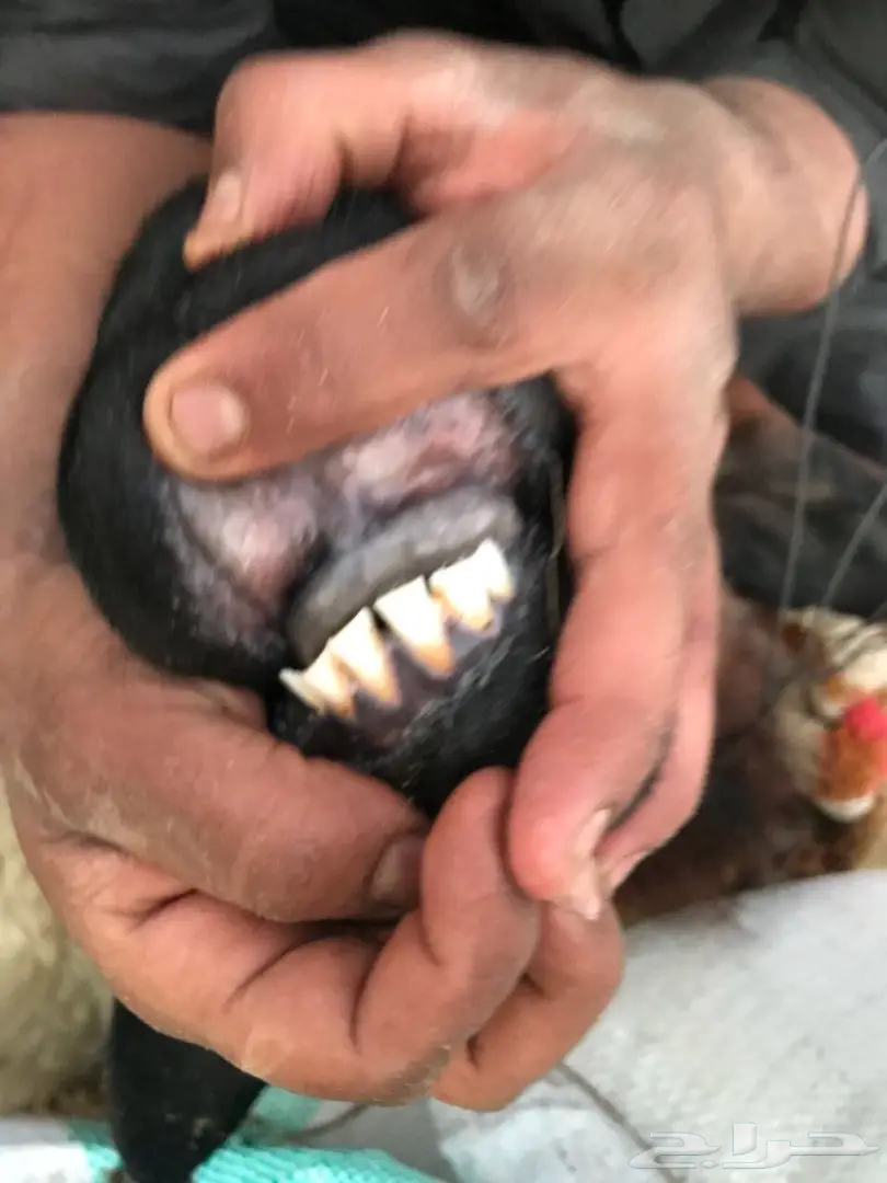 فحل نعيم  (image 2)