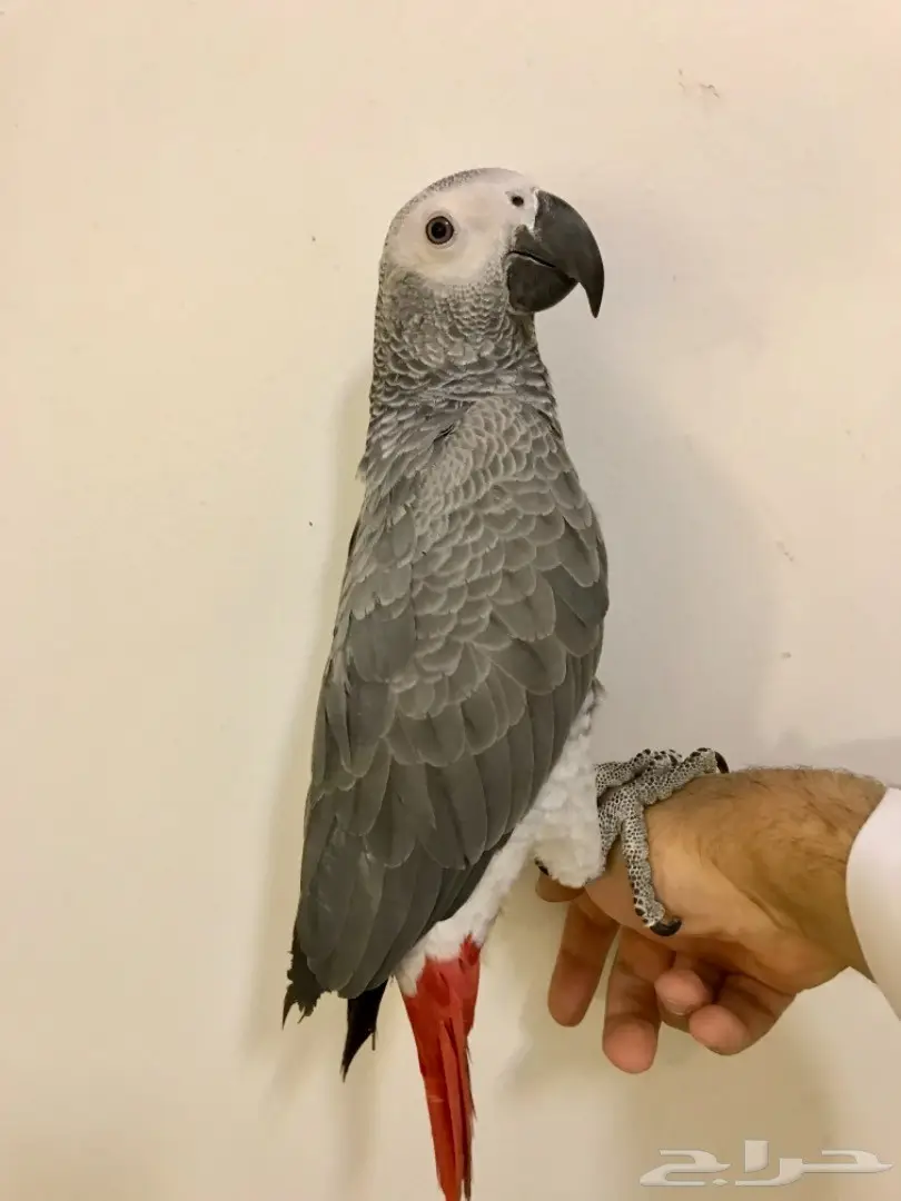 دفعة فروخ كاسكو هولندي  (image 3)