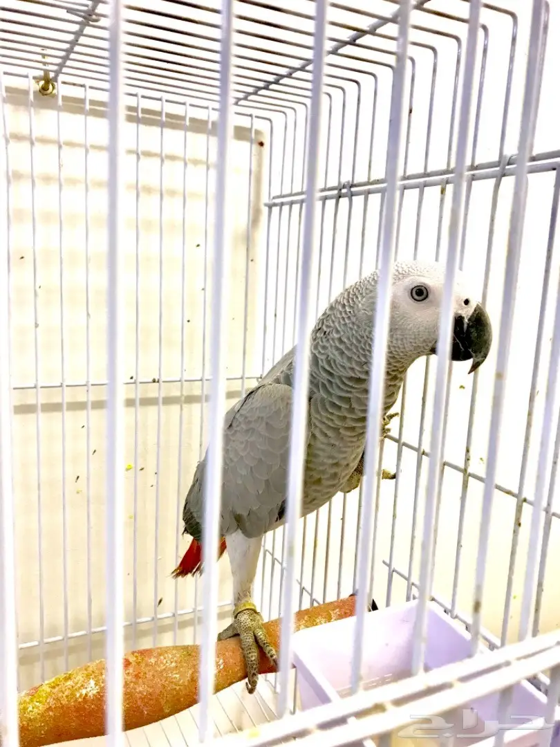 دفعة فروخ كاسكو هولندي  (image 6)