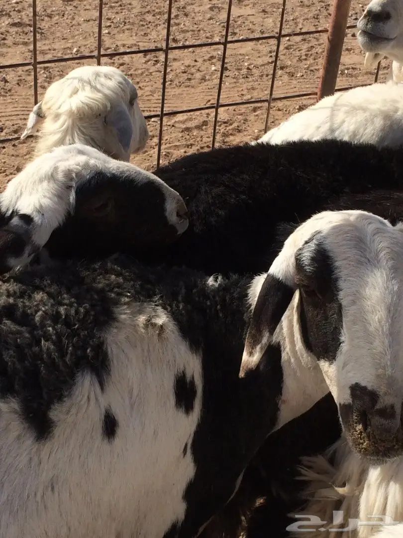 ضان مشكله دفيع شبب للبيع (image 1)