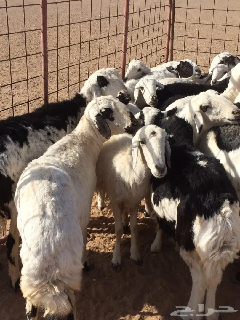 ضان مشكله دفيع شبب للبيع (image 2)