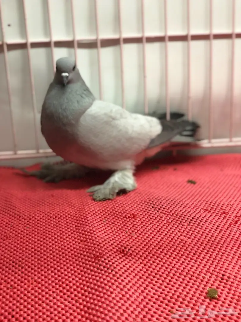 جوز ايس بارلس top