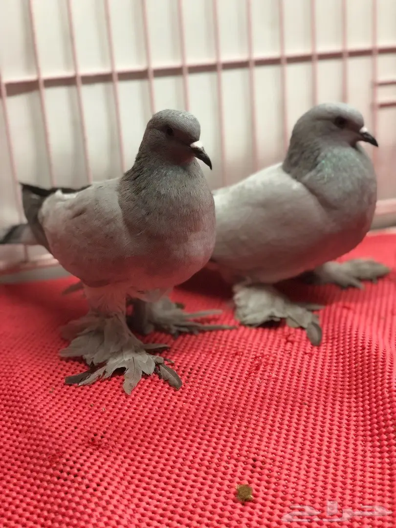 جوز ايس بارلس top (image 2)