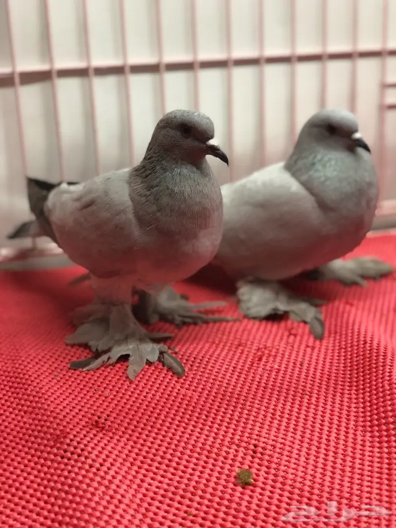 جوز ايس بارلس top (image 3)