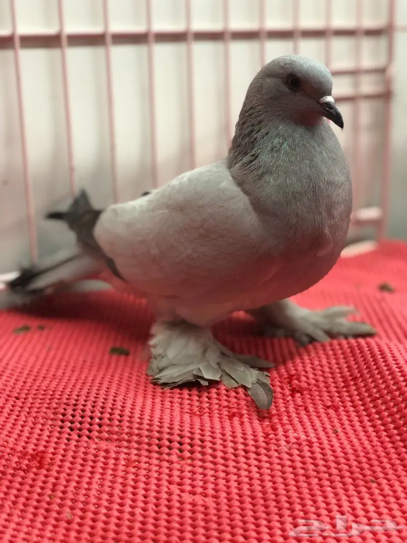 جوز ايس بارلس top (image 4)