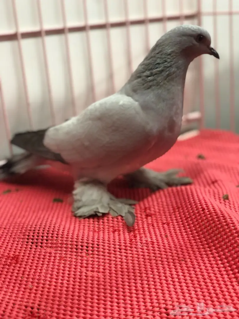 جوز ايس بارلس top (image 5)