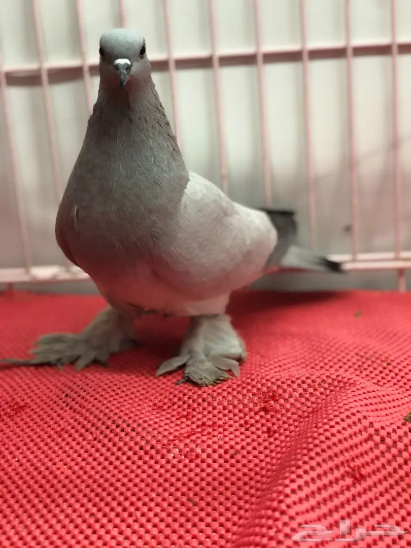 جوز ايس بارلس top (image 6)