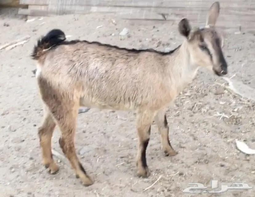 للبيع.(5).جفار يمنيه (image 2)