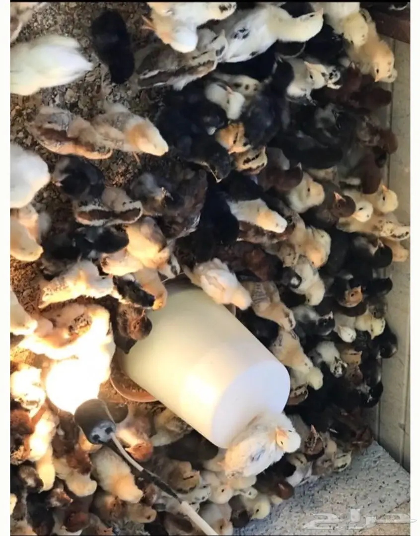 صوص بلدي وفيومي (image 1)