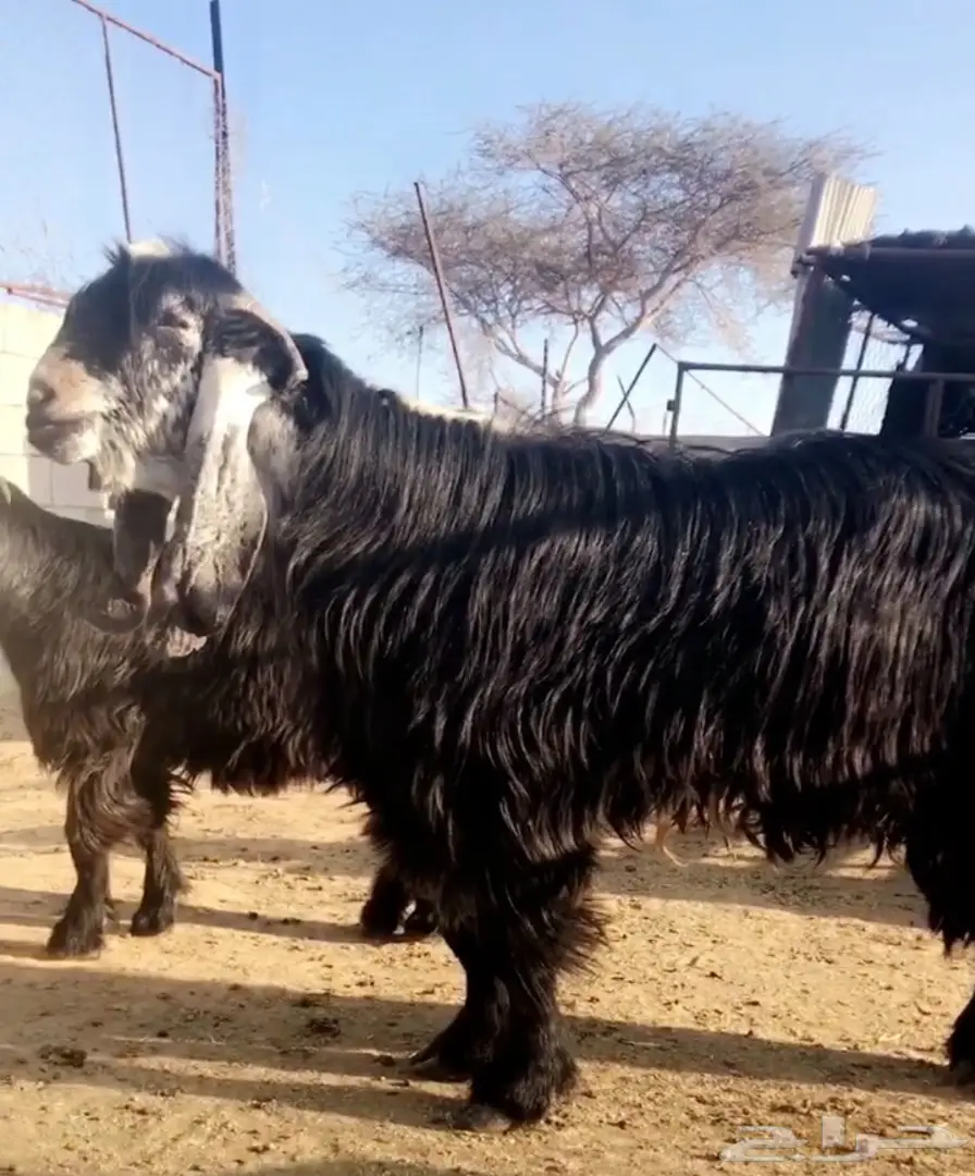 فحل عارضي معرف خصم جرم وسراد وعظم 