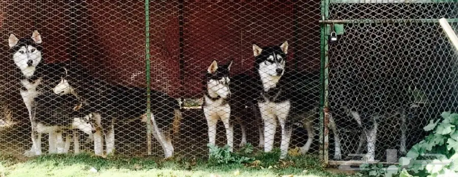 للبيع هاسكي سيبيري عدد 5 (image 1)