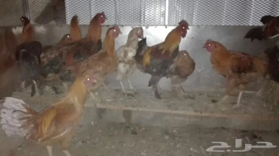 15 ديك  (image 2)