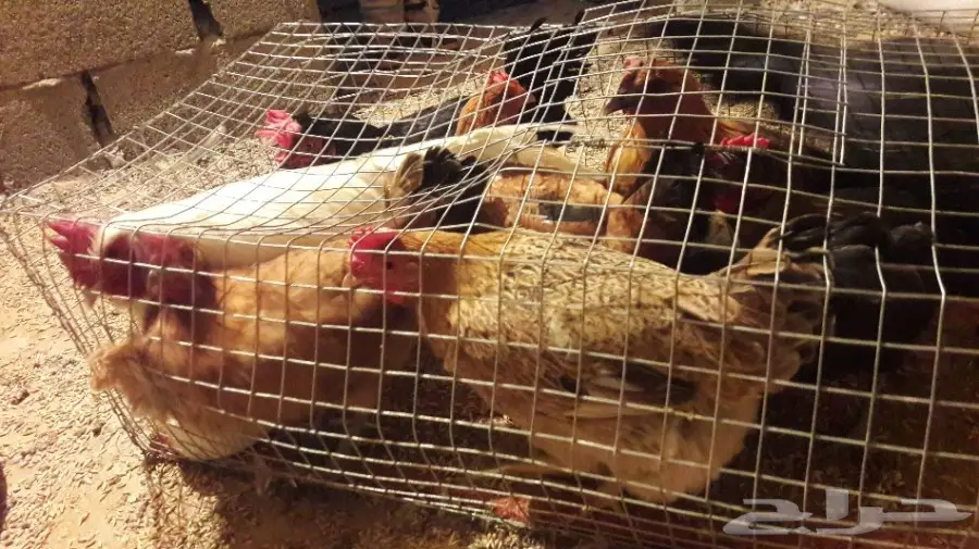 3دجاجات وديك بلدي 