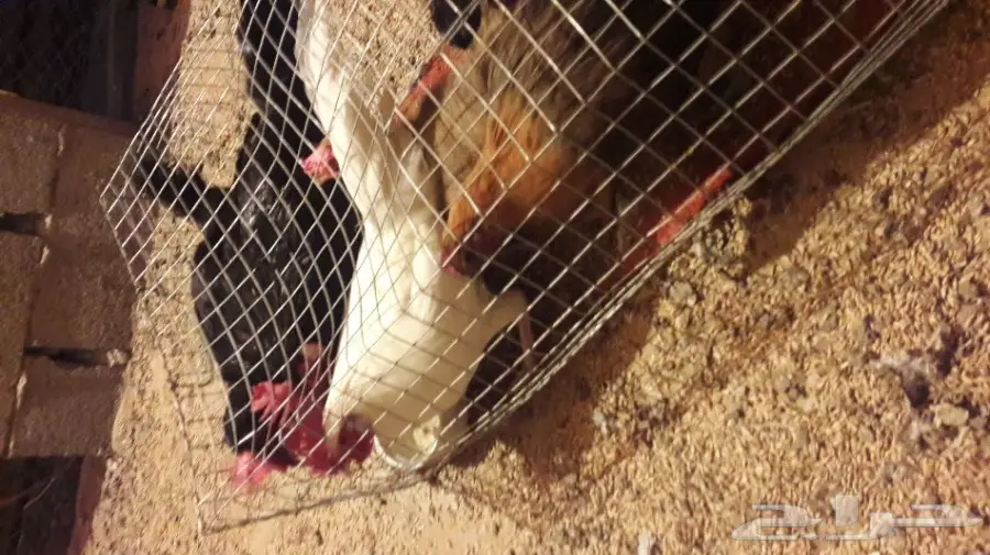 3دجاجات وديك بلدي  (image 1)