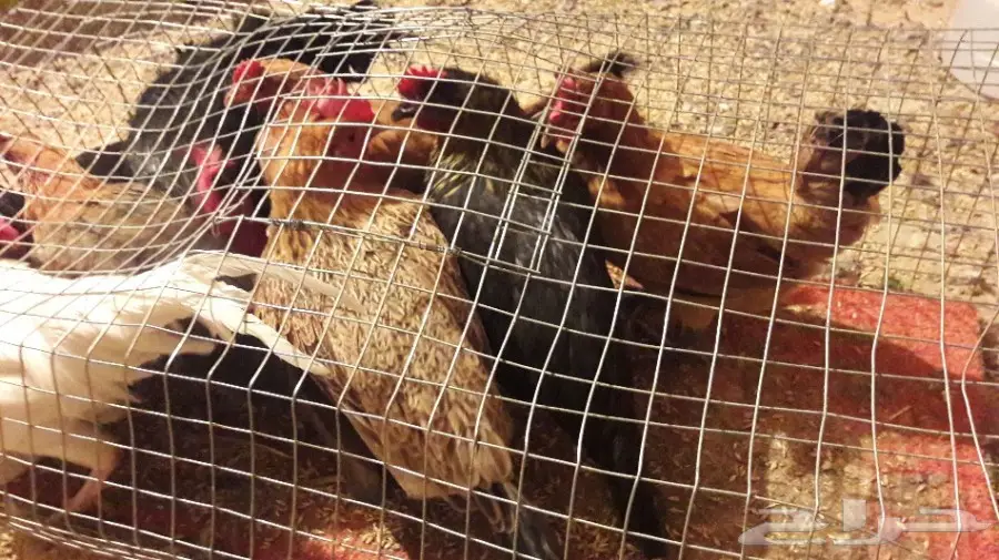 3دجاجات وديك بلدي  (image 2)