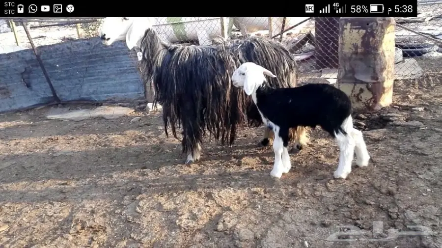 نجديه شاه فاااخره  (image 6)