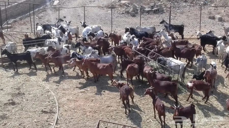 معزا دهم جنوبيه 