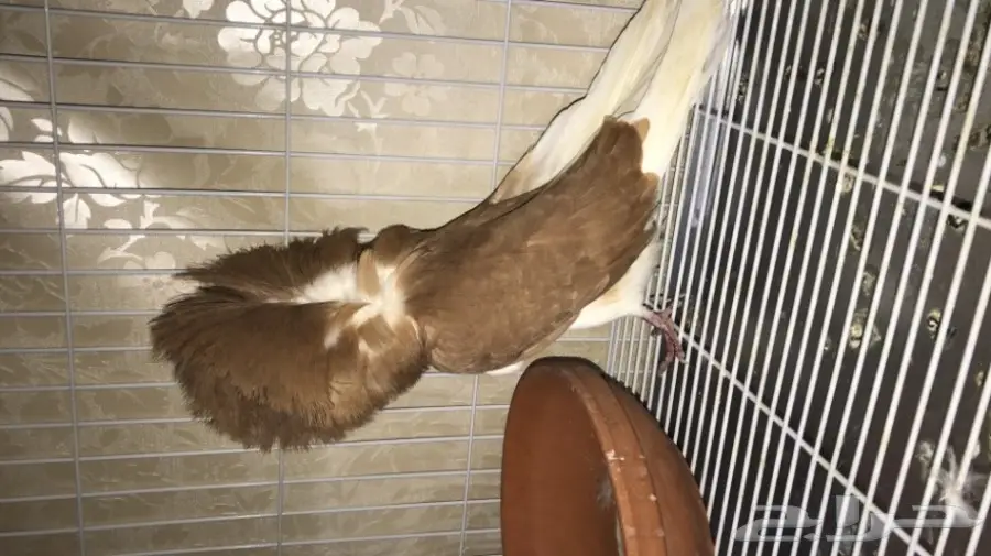 جاكوبين اصفر مستوى توب