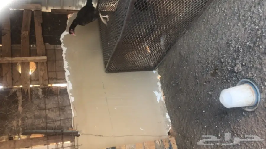 طبق بيض باكستاني مخصب (image 2)