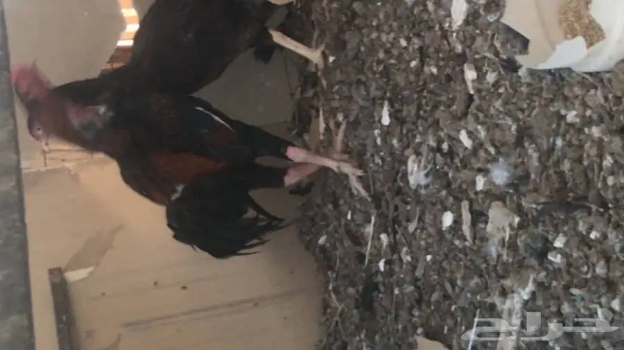 طبق بيض باكستاني مخصب (image 3)