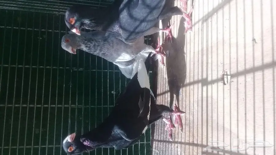 حمام شامي المستوي تب  3 فحول شرط انتاج