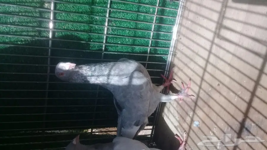 حمام شامي المستوي تب  3 فحول شرط انتاج (image 1)