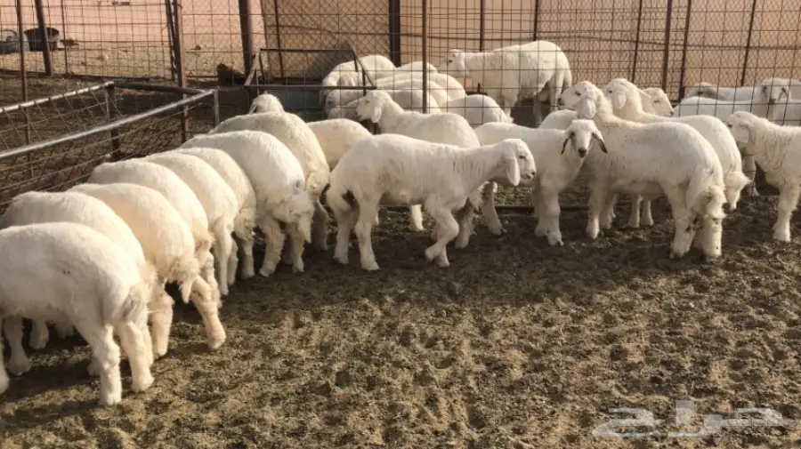 للبيع بهم حري مغلق شحم  (image 2)