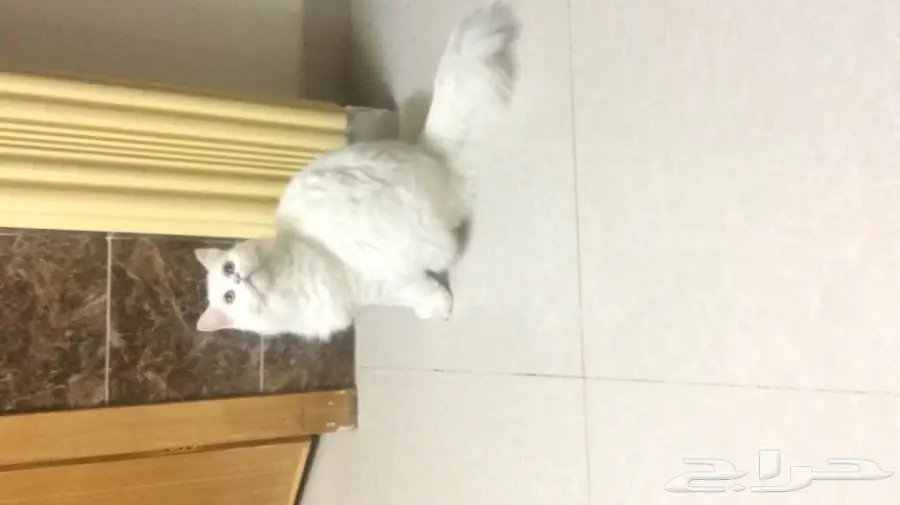 قطه شيرازي للبيع 