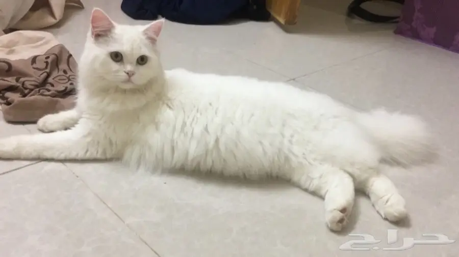 قطه شيرازي للبيع  (image 2)