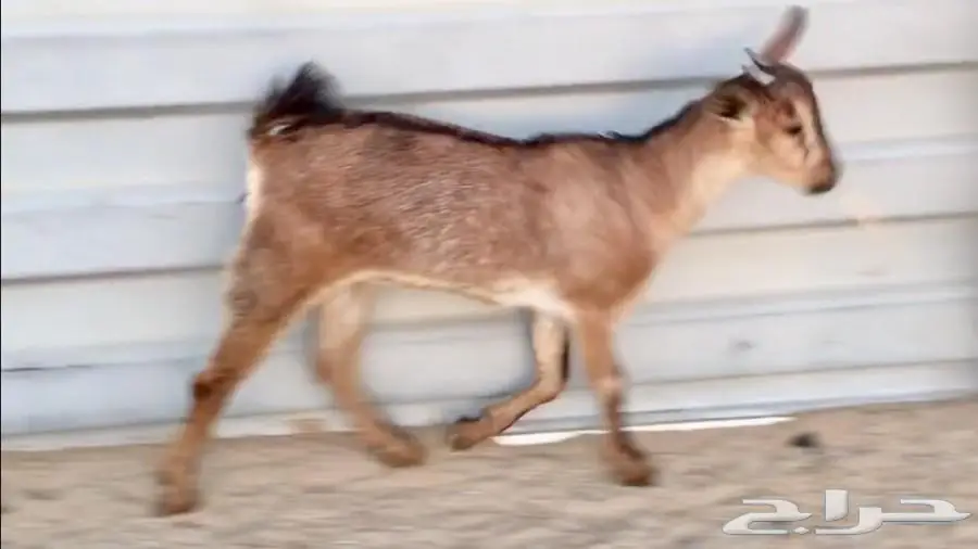 للبيع.(5).جفار يمنيه (image 3)