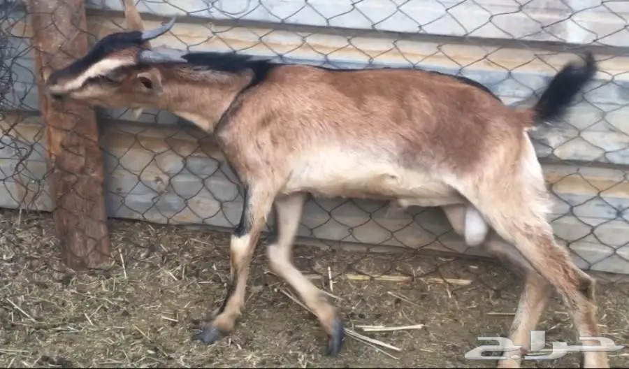 للبيع.(5).جفار يمنيه (image 1)