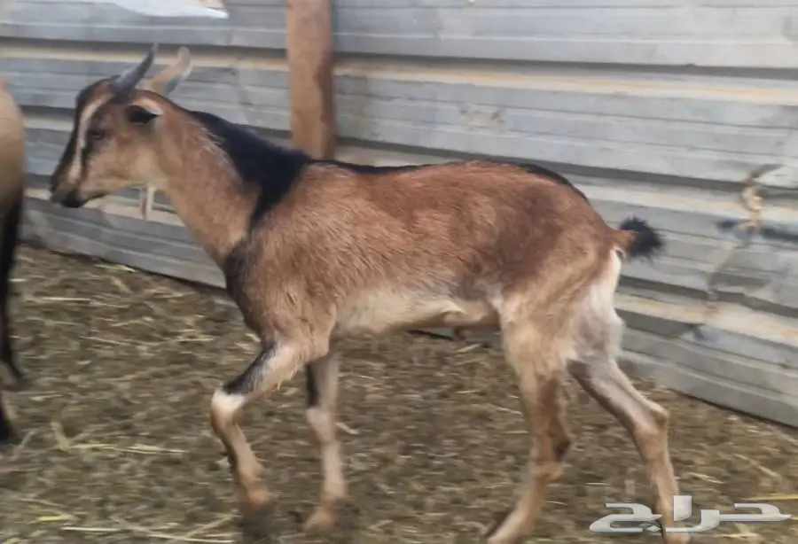 للبيع.(5).جفار يمنيه