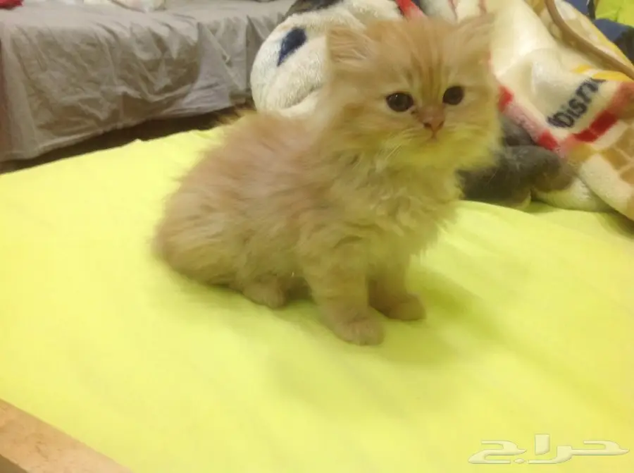 قطة فارسية عمر شهرين  (image 5)