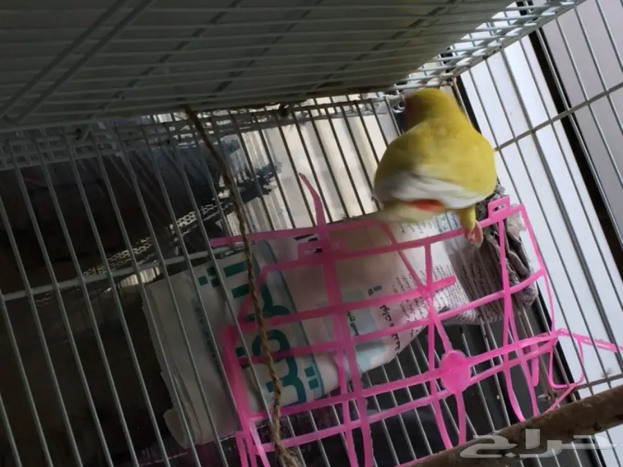 أنثى رد فيس منتجة  (image 1)