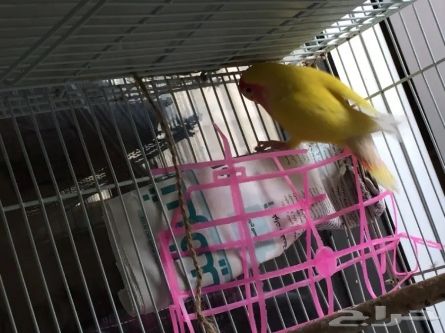 أنثى رد فيس منتجة  (image 2)