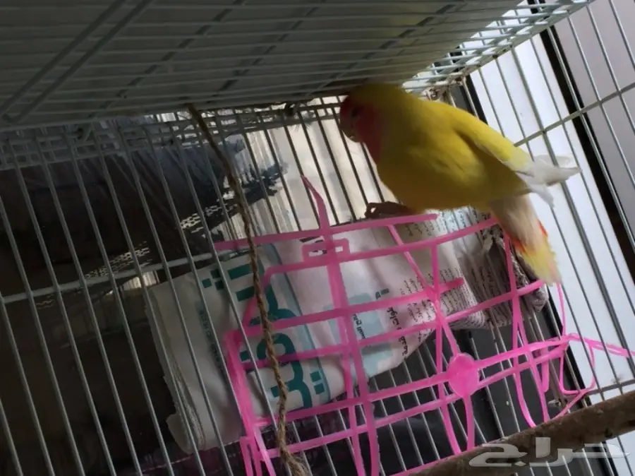 أنثى رد فيس منتجة  (image 3)