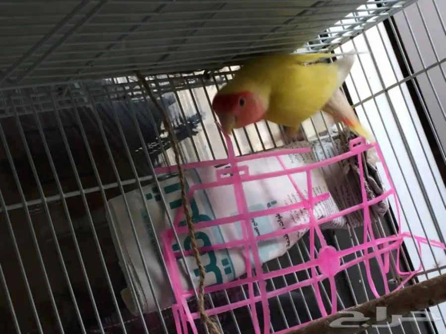 أنثى رد فيس منتجة  (image 4)