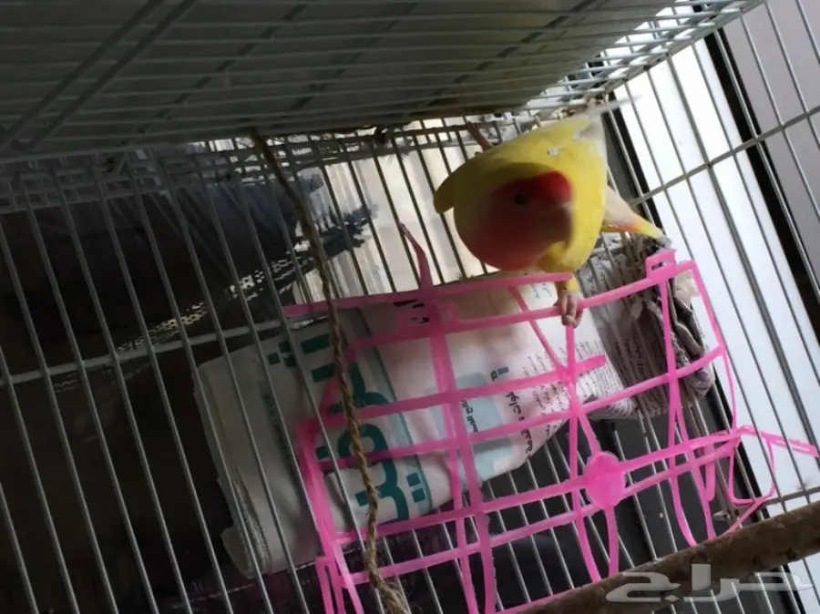 أنثى رد فيس منتجة  (image 5)