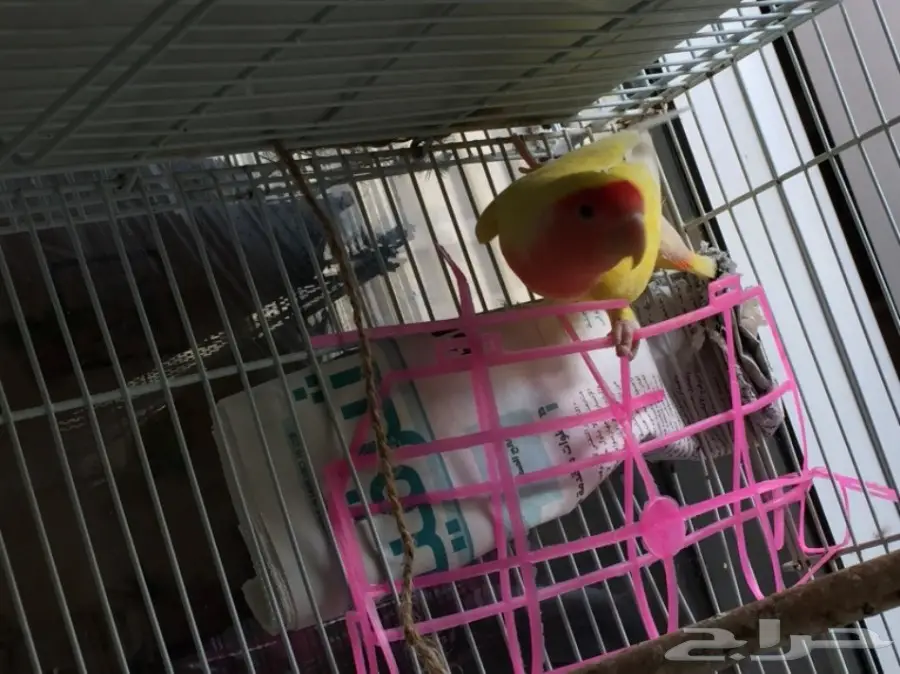 أنثى رد فيس منتجة  (image 6)