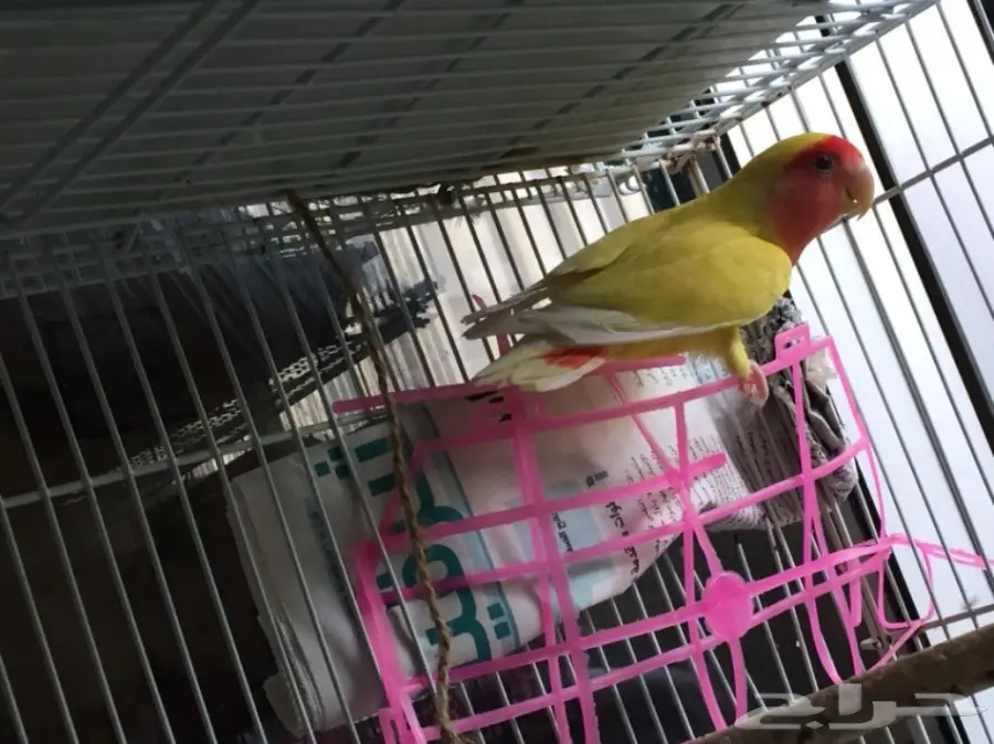 أنثى رد فيس منتجة  (image 7)