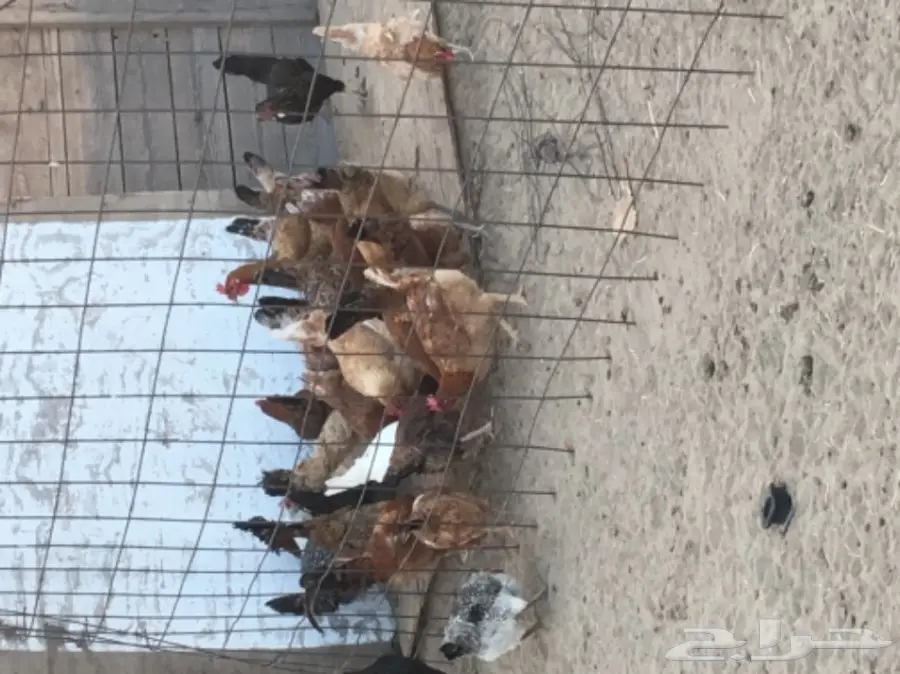 دجاج بلدي عدد 70 عمره 7 شهور تقريبا