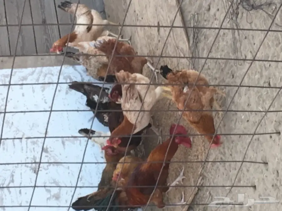 دجاج بلدي عدد 70 عمره 7 شهور تقريبا (image 1)