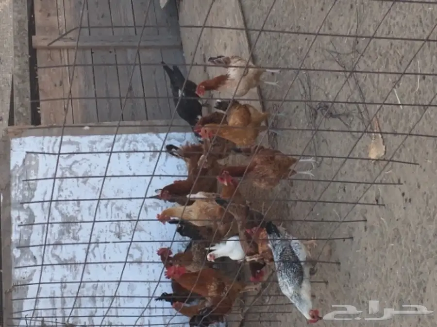 دجاج بلدي عدد 70 عمره 7 شهور تقريبا (image 2)