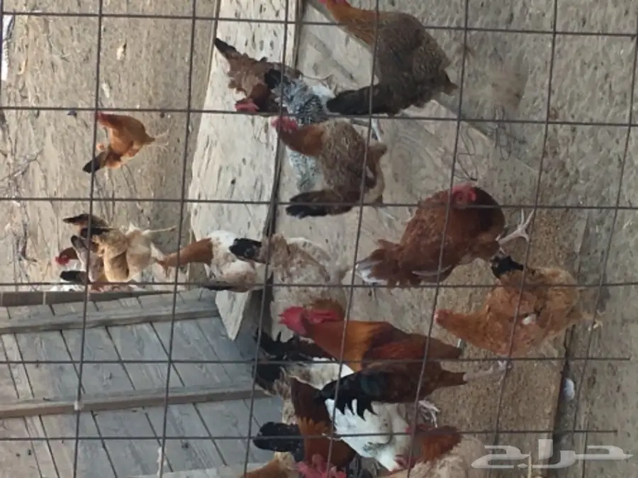 دجاج بلدي عدد 70 عمره 7 شهور تقريبا (image 3)