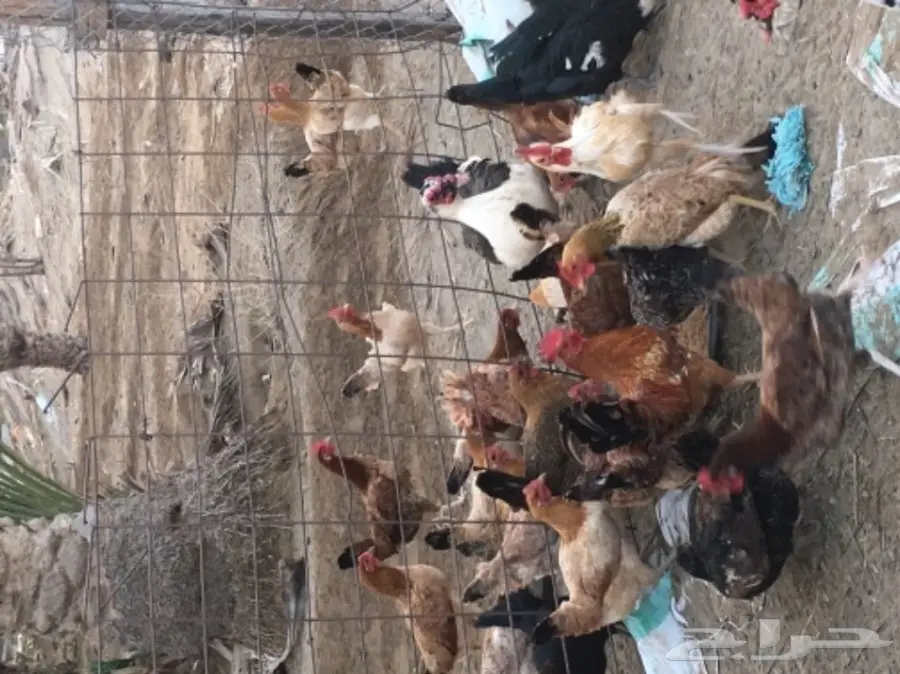 دجاج بلدي عدد 70 عمره 7 شهور تقريبا (image 4)