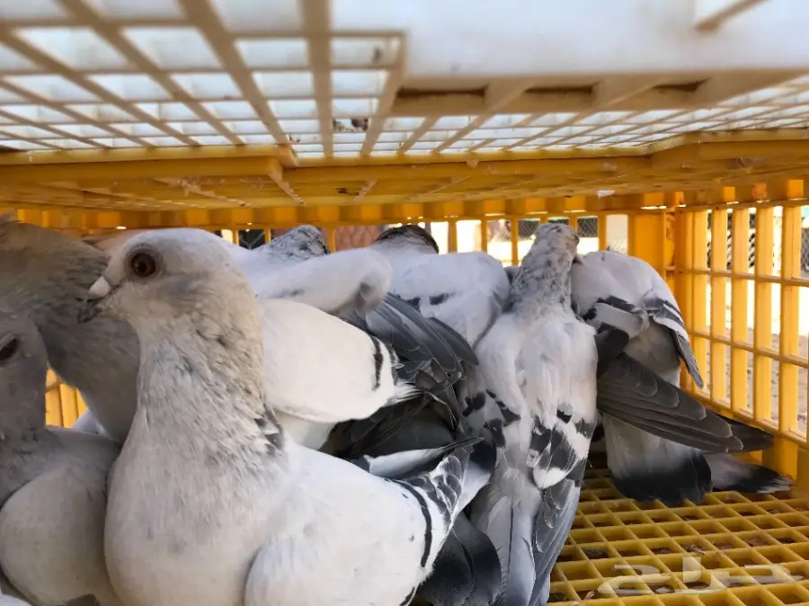 زاجل آيس (image 1)